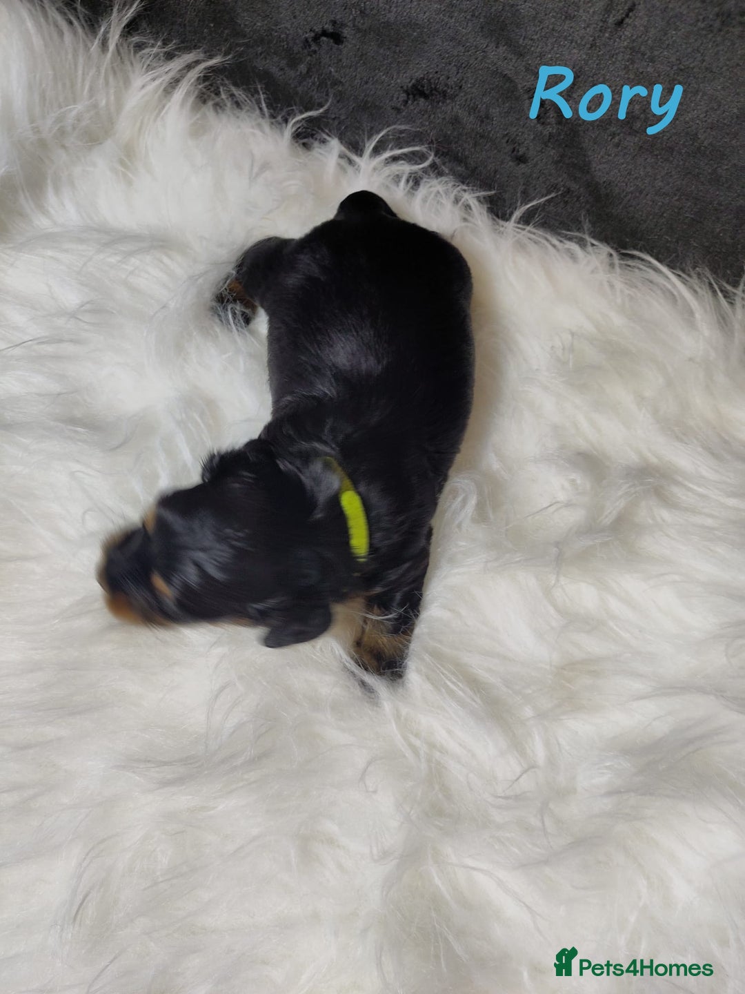 Miniature Dachshund dogs for sale: KC Health tested Licensed breeder 12 years exp - Image 16