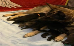 German Shepherd dogs for sale: German Shepard pups - Image 20