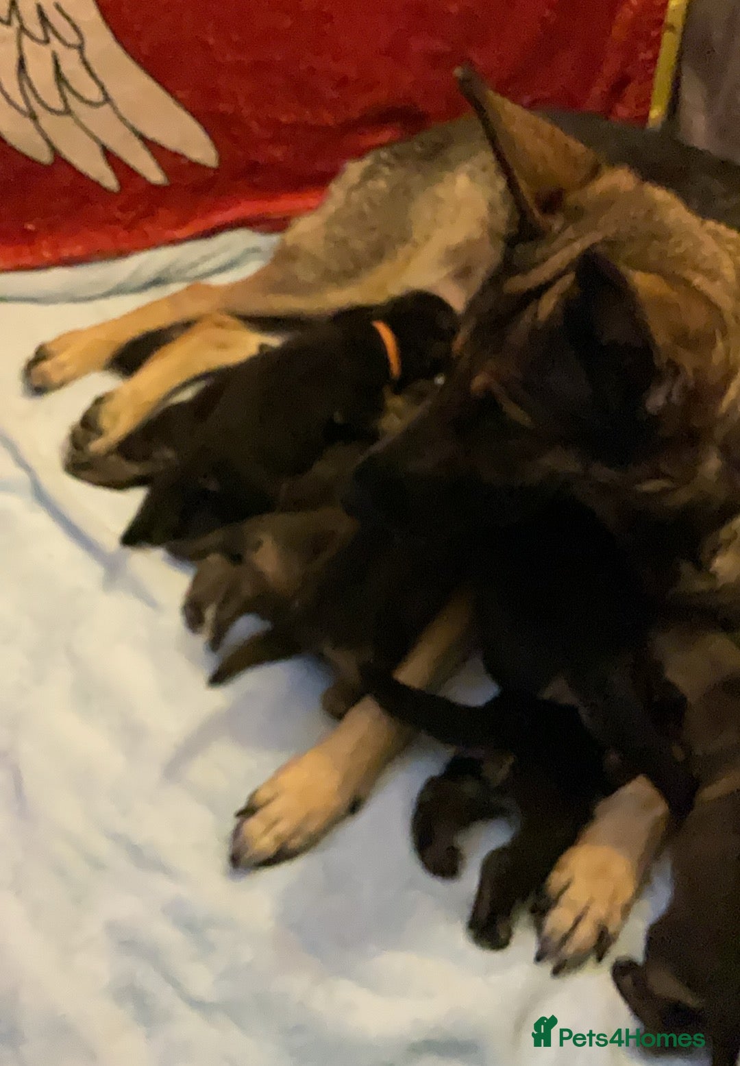 German Shepherd dogs for sale: German Shepard pups - Image 20