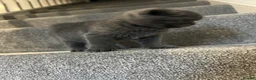 Scottish Fold cats for sale: •	Charming Scottish Fold Kittens Available  - Advert 3