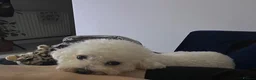 Bichon Frise dogs for sale: Bichon frise for adoption  - Advert 7