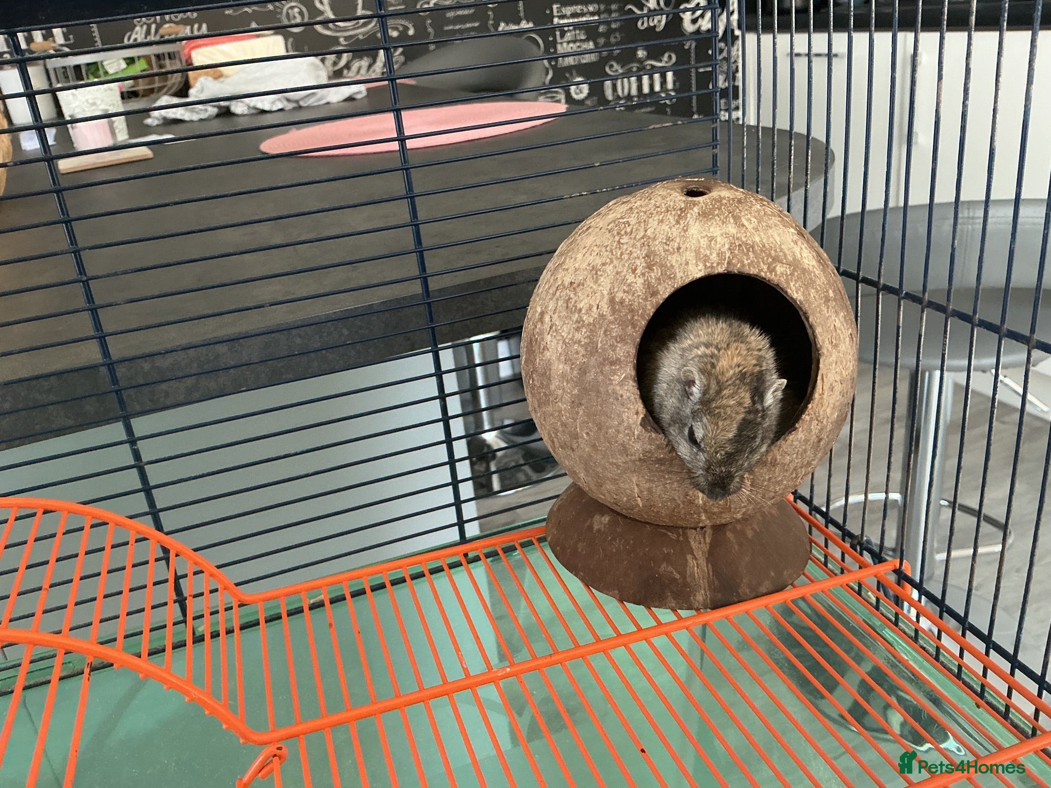 Gerbil rodents Female gerbil and cage for sale - Advert 6