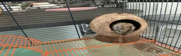 Gerbil rodents for sale: Female gerbil and cage for sale - Advert 1