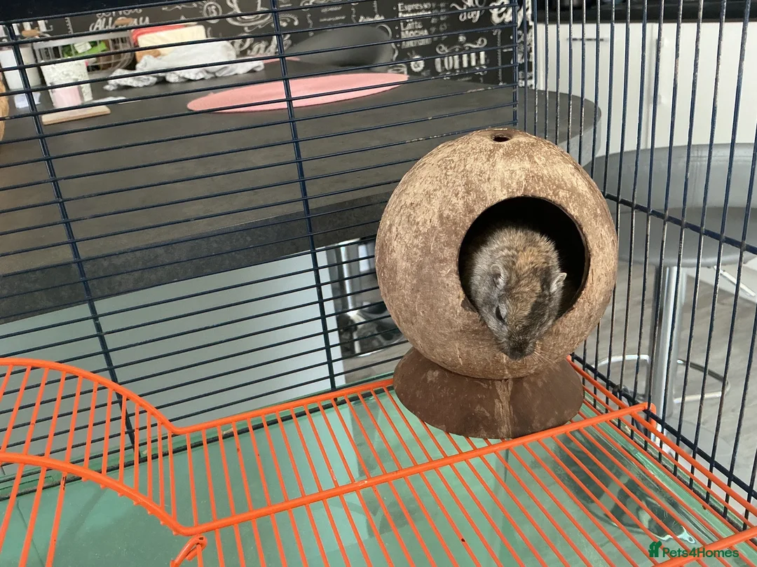 Gerbil rodents for sale: Female gerbil and cage for sale - Advert 1