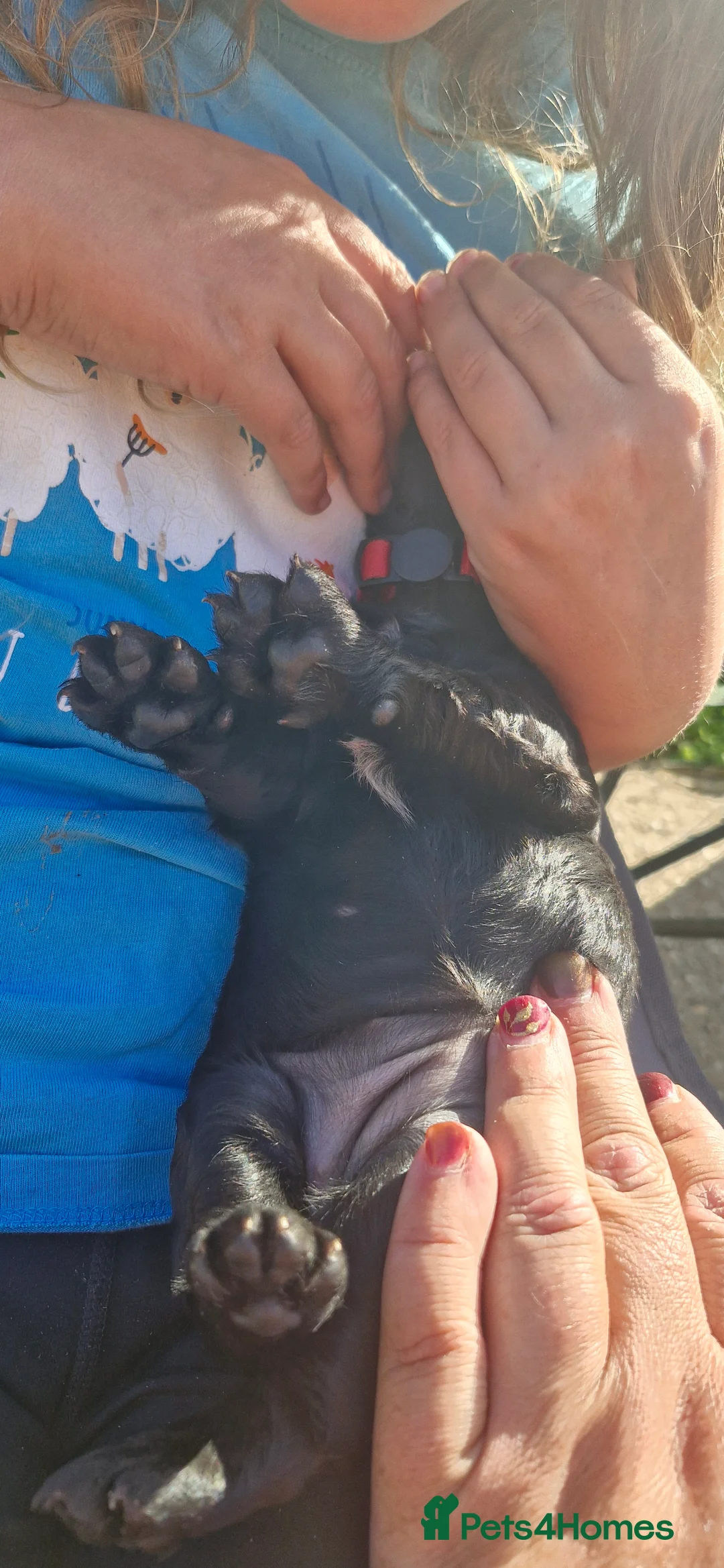 Cocker Spaniel dogs for sale: Working Cocker spaniel puppies - Advert 2
