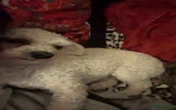 Maltipoo dogs for stud: Need stud - Image 1