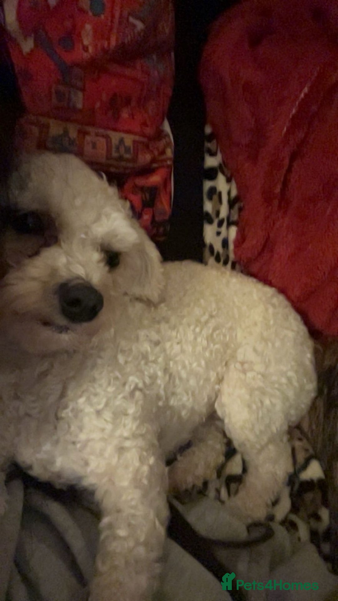 Maltipoo dogs for stud: Need stud - Image 1