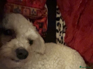 Maltipoo dogs - Advert 1