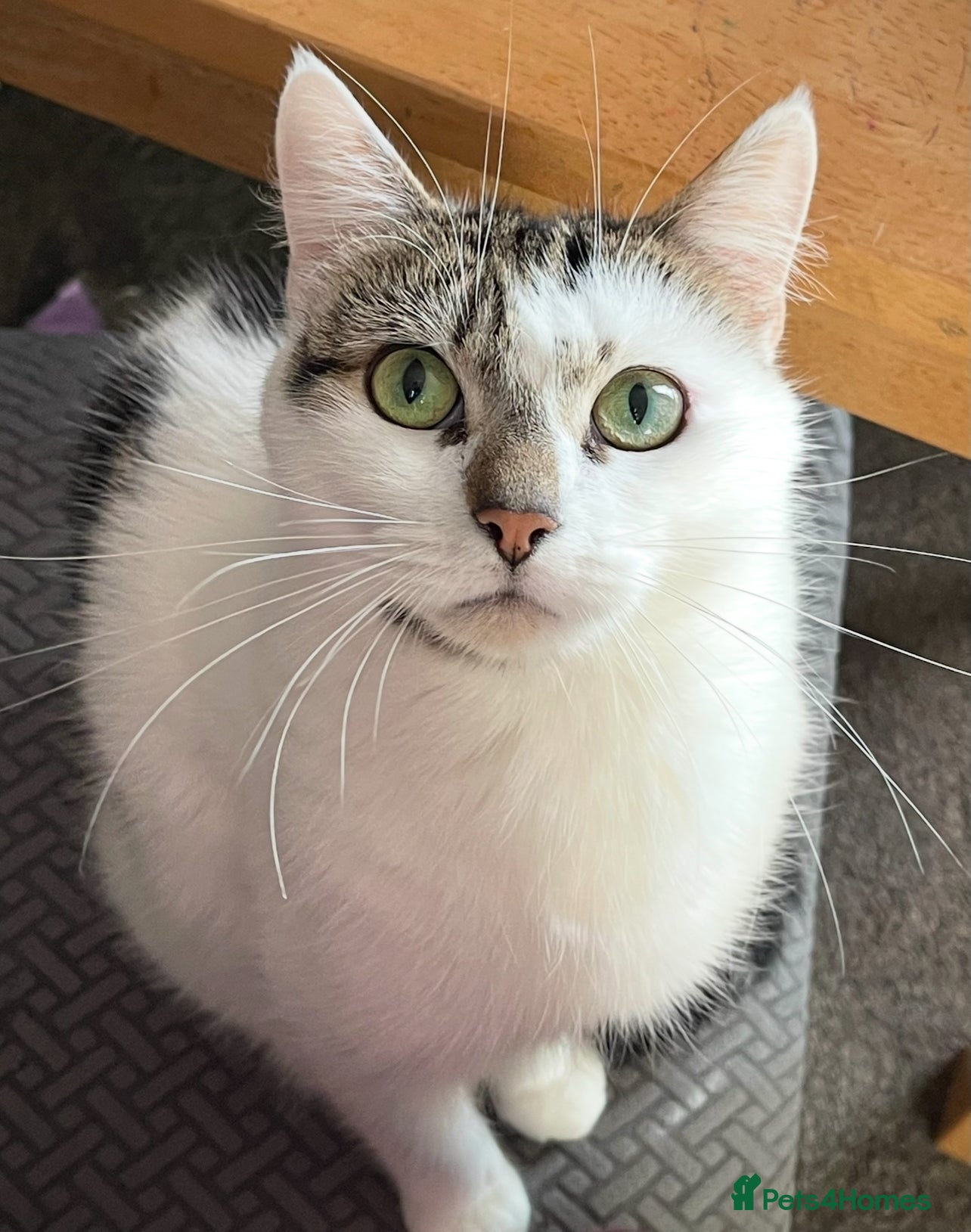 Mixed Breed cats Beautiful indoor male cat looking for a new home  - Advert 4