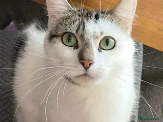 Mixed Breed cats Beautiful indoor male cat looking for a new home - Advert 4