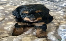 Cavapoo dogs for sale: Beautiful F1b cavapoo puppies - Image 14