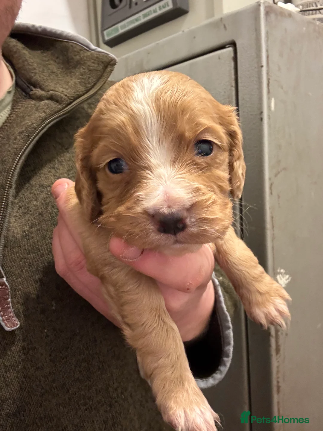 Cocker Spaniel dogs for sale: KC Working cocker spaniels. - Advert 6