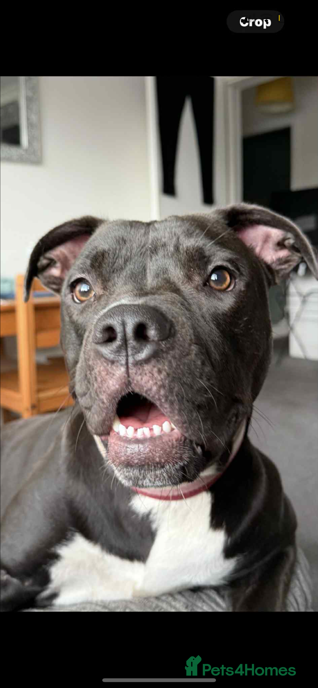 Mixed Breed dogs for sale: staffy X  - Advert 12