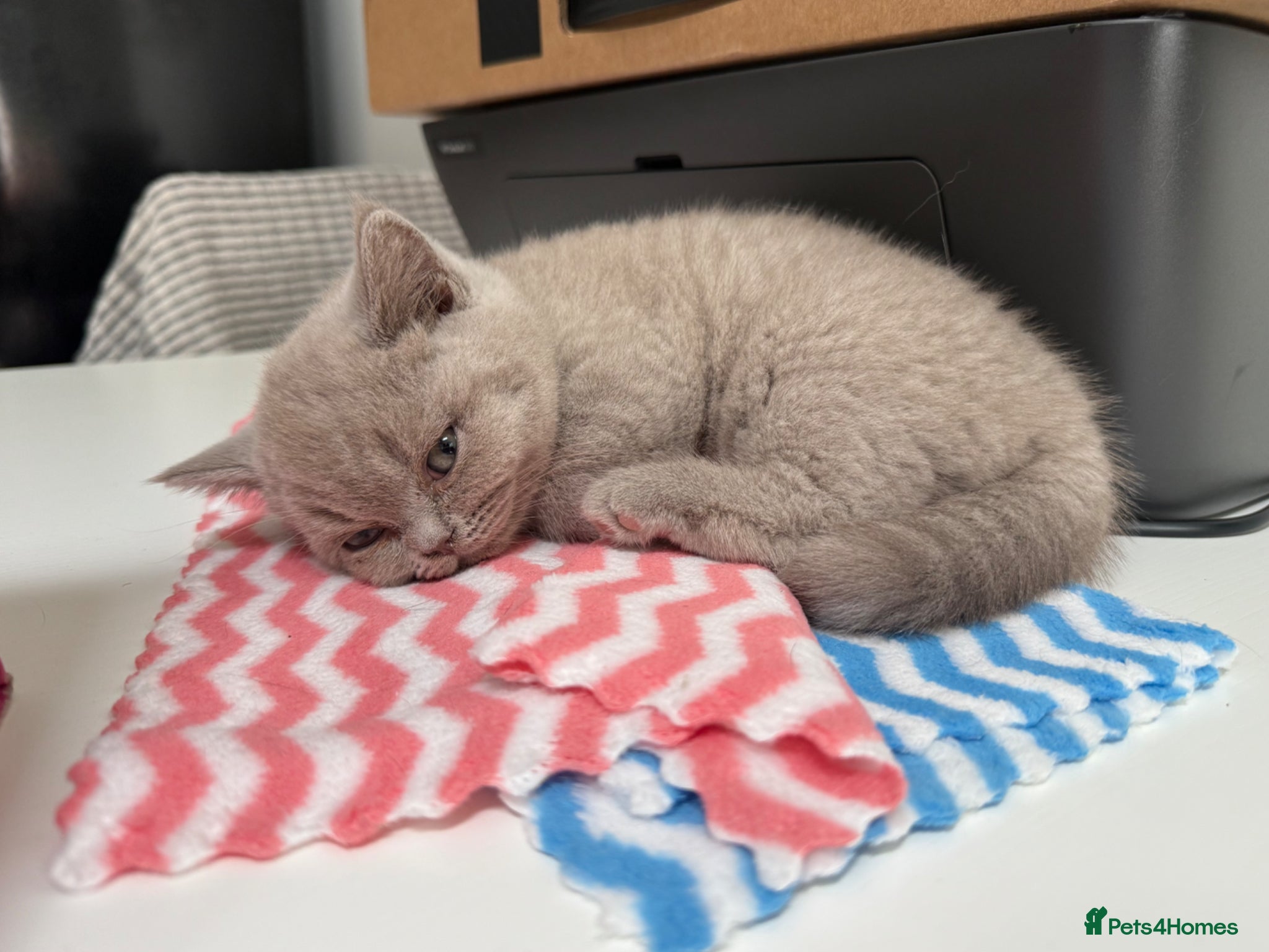 British Shorthair cats Beautiful lilac pure British Shorthair kittens  - Advert 2