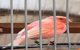 Canaries birds for sale: Young 2025 canaries  - Image 14