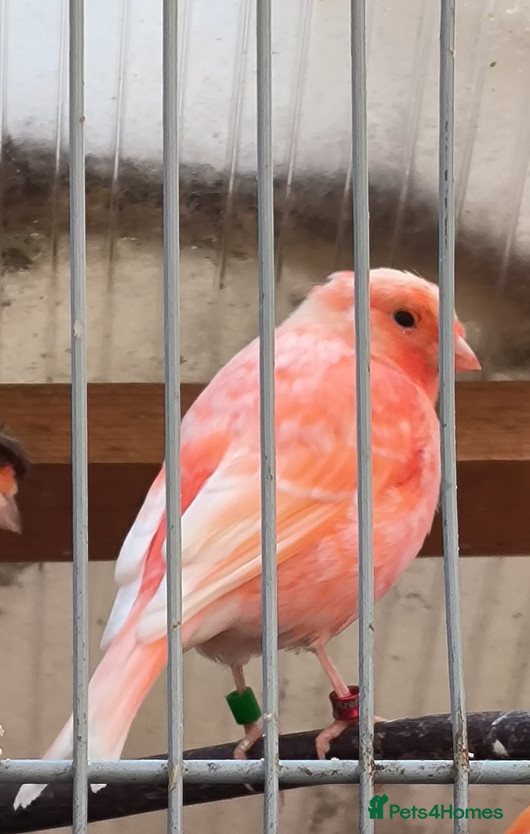 Canaries birds for sale: Young 2025 canaries  - Image 14
