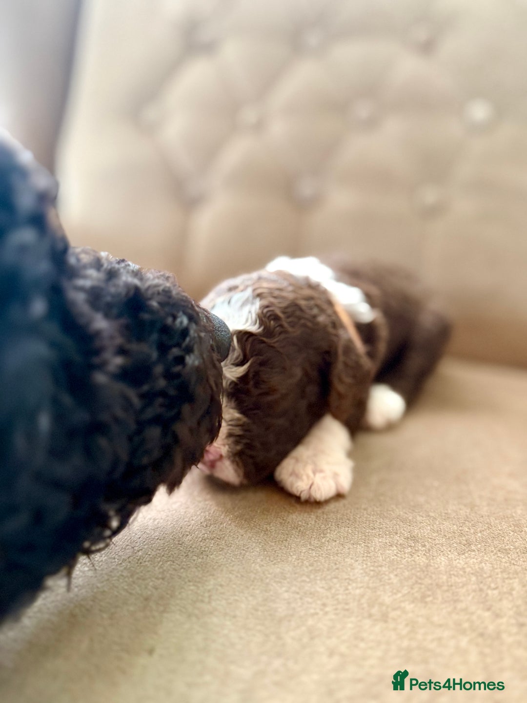 Spanish Water Dog dogs for sale: Spanish Water Dog Puppies  - Image 15