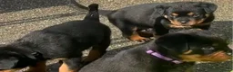 Rottweiler dogs for sale: Our gorgeous litter had 9 Rottweiler - Advert 7
