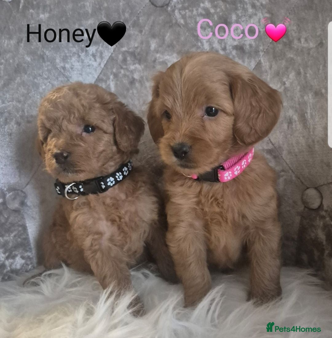 Cavapoo dogs F1B CAVAPOO PUPPIES EXTENSIVELY DNA HEALTH TESTED  - Advert 1