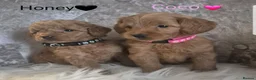 Cavapoo dogs for sale: F1B CAVAPOO PUPPIES EXTENSIVELY DNA HEALTH TESTED  - Advert 1