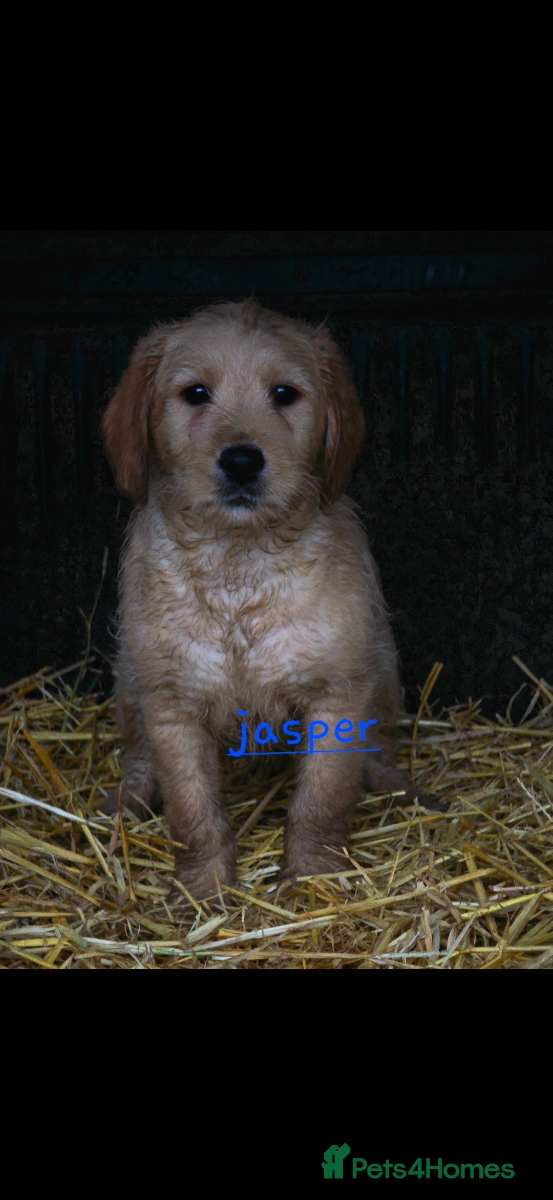 Labradoodle dogs for sale: F1 MINI LABRADOODLES ready to leave 3rd dec  - Advert 5
