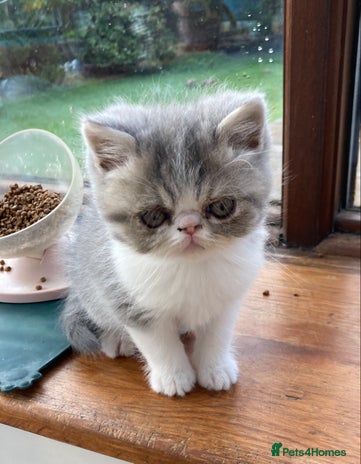 Exotic cats - Advert 15