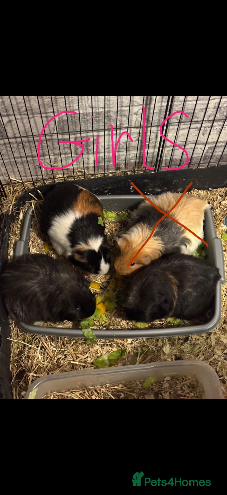 Guinea Pig rodents Mix of guinea pigs - Advert 7