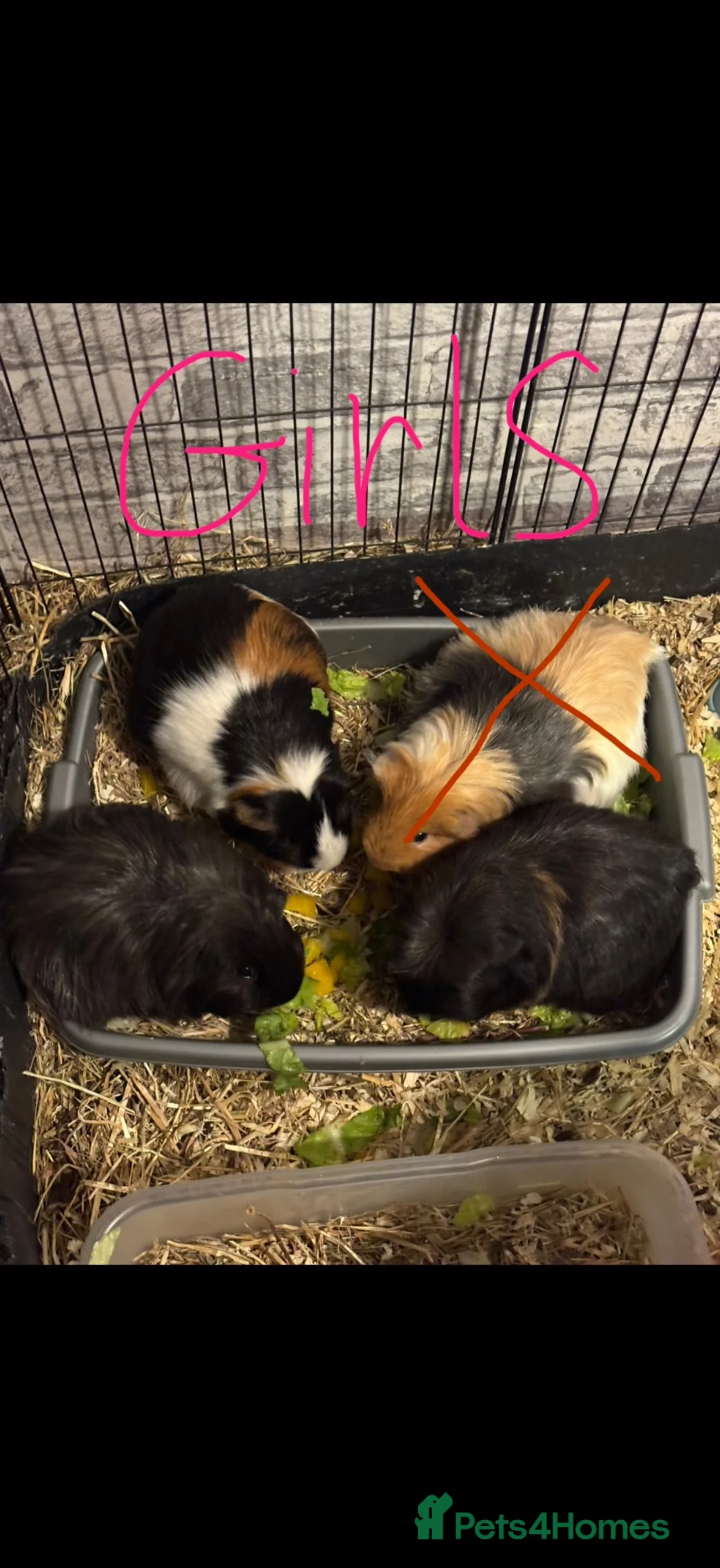 Guinea Pig rodents for sale: Mix of guinea pigs - Advert 2
