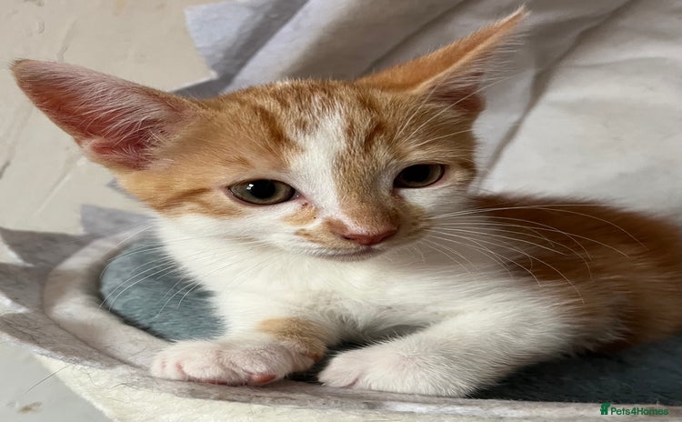 Mixed Breed cats - Advert 9