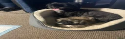 Shih Tzu dogs for sale: Three Puppies for sale - Advert 4