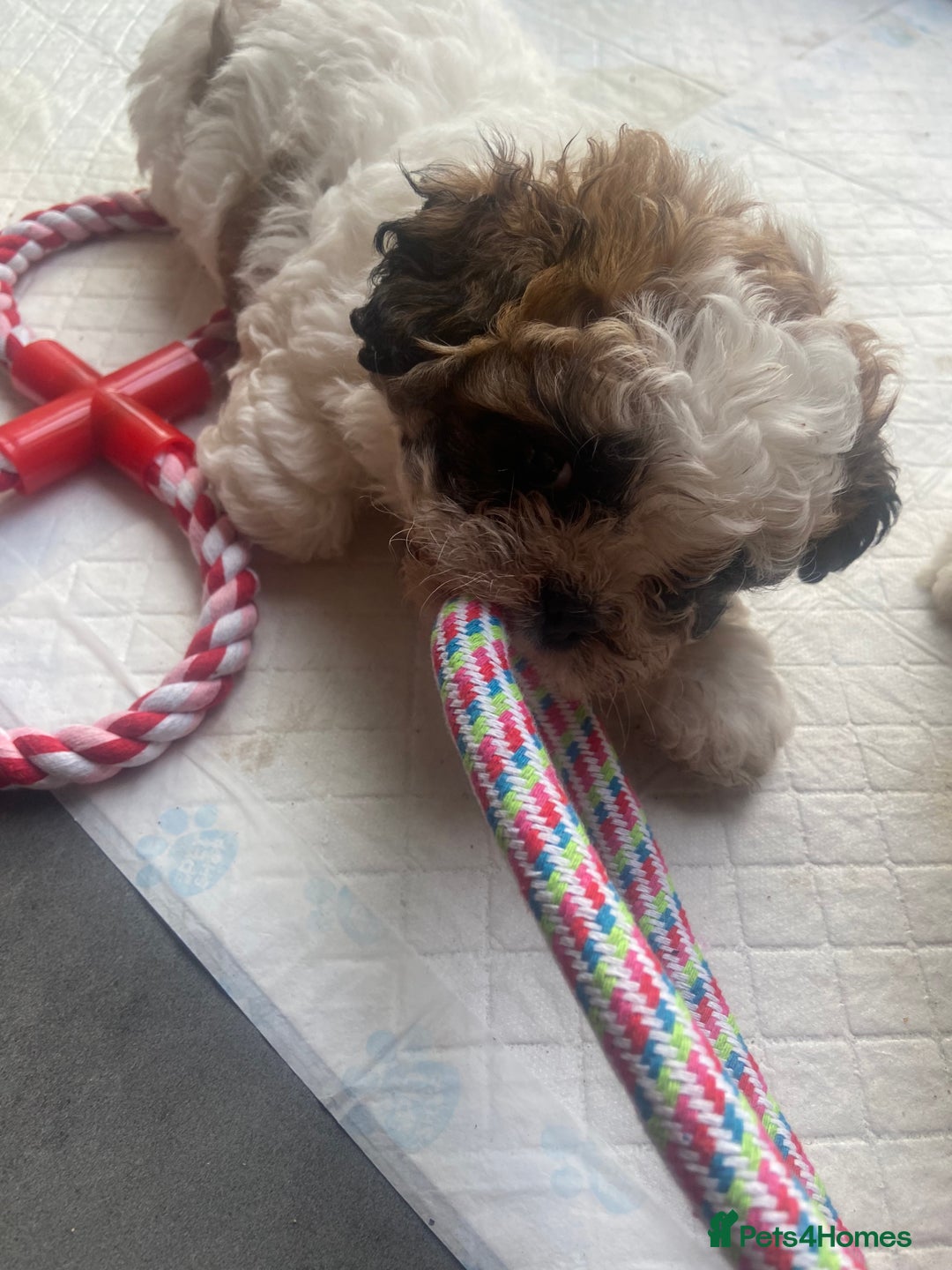 Shih Tzu dogs for sale: 1 beautiful shihtzu puppy  - Image 8