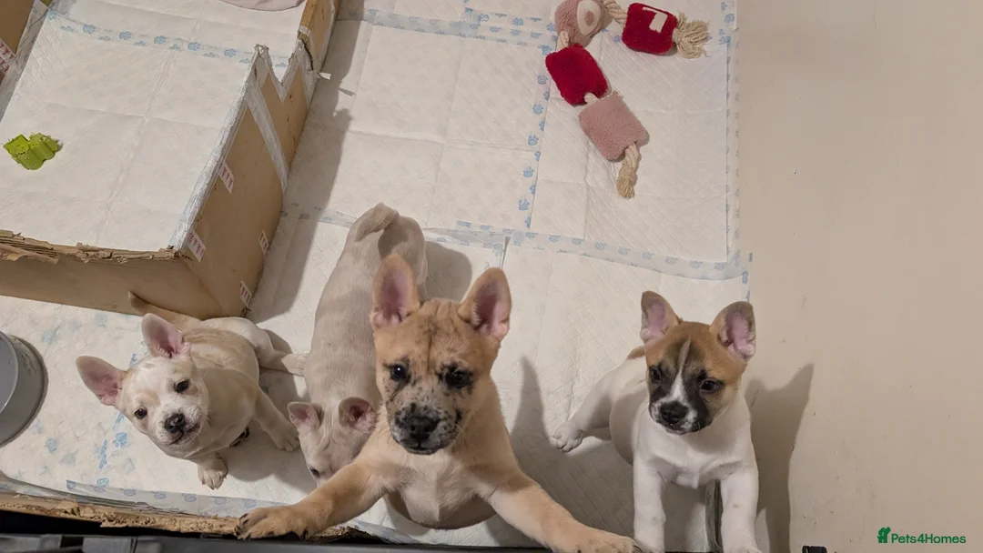 Mixed Breed dogs for sale: 3x Female French Bulldog X Chow Chow puppies.   - Advert 9