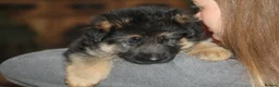 German Shepherd dogs for sale: Outstanding KC Registered German Shepherd Puppies - Advert 17
