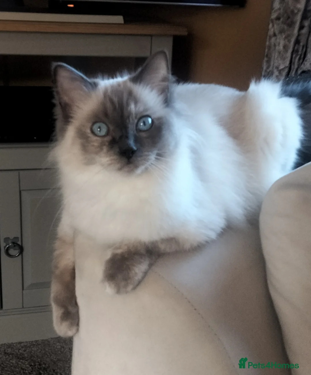 Ragdoll cats for sale: Purebreed Ragdoll kittens - Advert 3