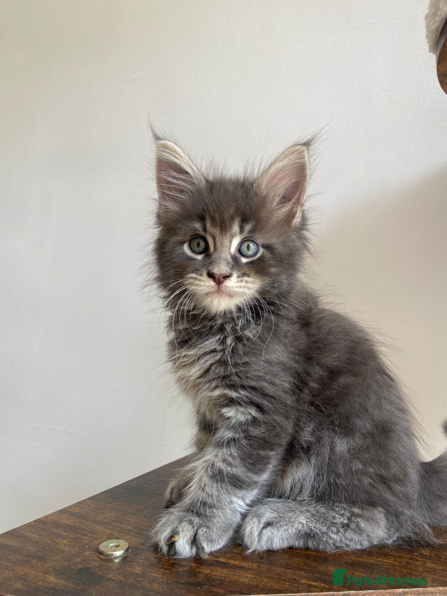 Maine Coon cats GCCF Maine Coon kittens  - Advert 13