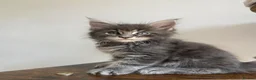 Maine Coon cats for sale: GCCF ACTIVE BLUE SMOKE TABBY MAINE COON BOY  - Advert 1