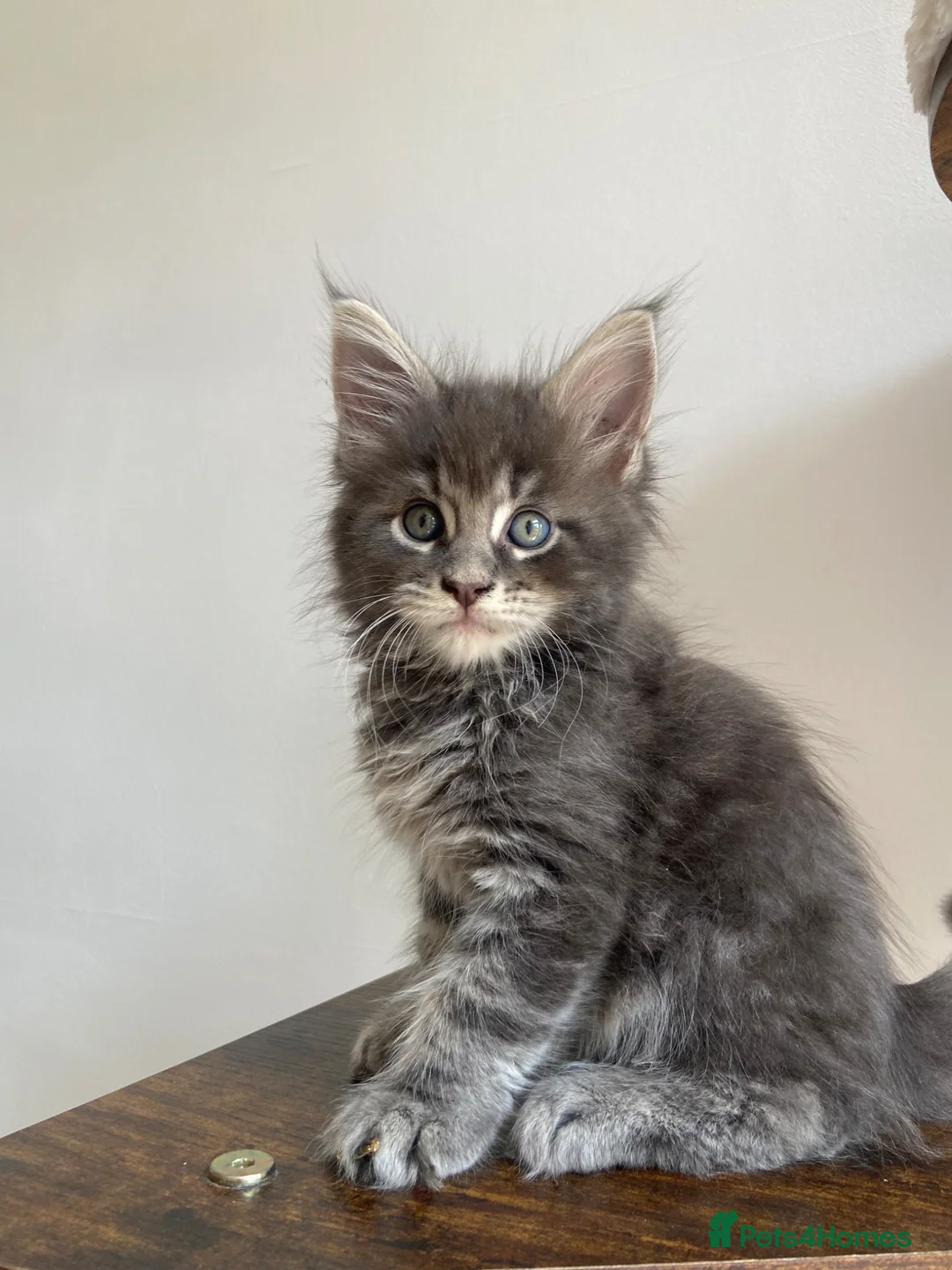 Maine Coon cats for sale: GCCF ACTIVE BLUE SMOKE TABBY MAINE COON BOY  - Advert 1