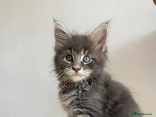 Maine Coon cats GCCF Maine Coon kittens - Advert 13