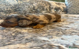 Miniature Dachshund dogs for sale: 2 boys miniature dashund  - Image 4