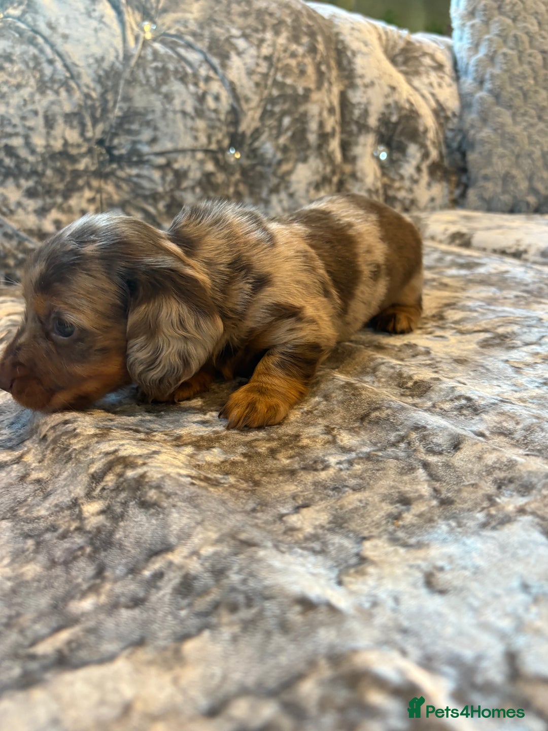 Miniature Dachshund dogs for sale: 2 boys miniature dashund  - Image 4