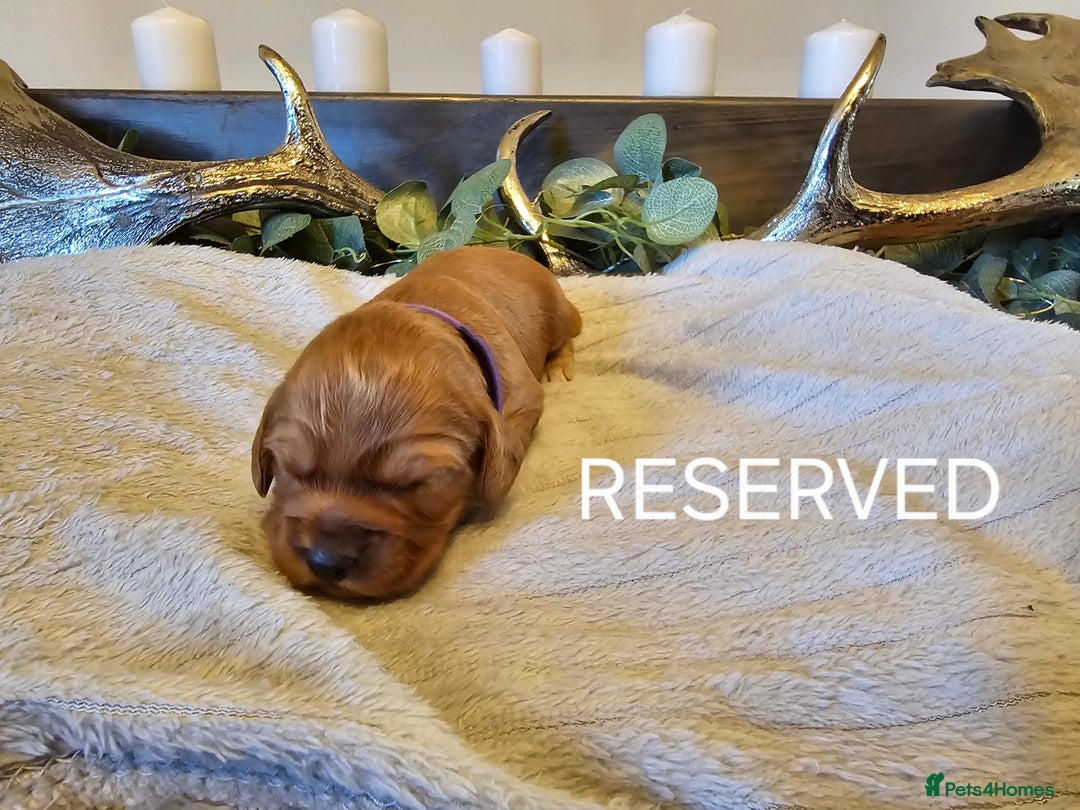 Cockapoo dogs for sale: Cockapoo puppies - Advert 7