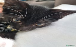 Domestic Shorthair cats for sale: Oreo  - Image 9