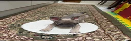 French Bulldog dogs for sale: 4 Beautiful French Buldog Puppies - Advert 5