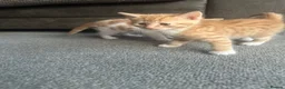 Mixed Breed cats for sale: Gorgeous, playful kittens for sale - Advert 17