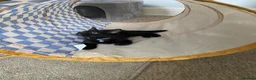 Mixed Breed cats for sale: Beautiful Male Mixed Breed Cat - Advert 5