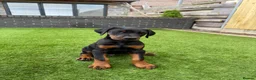 Dobermann dogs for sale: Health tested parents, Doberman puppies available. - Advert 3