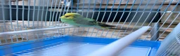 Budgerigars birds for sale: Budgies For sale in Luton - Advert 7