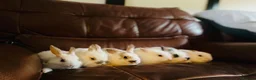 Mixed Breed rabbits for sale: Bunnies for sale  - Advert 7