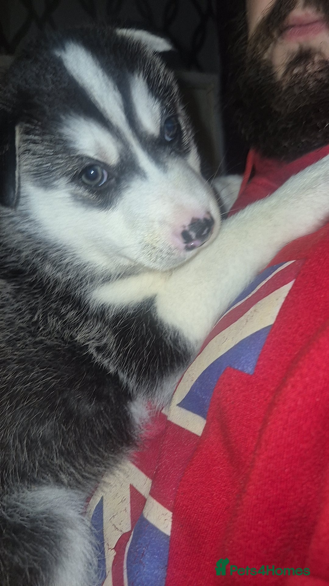 Alaskan Malamute dogs Beautiful husky malmute puppies - Advert 17