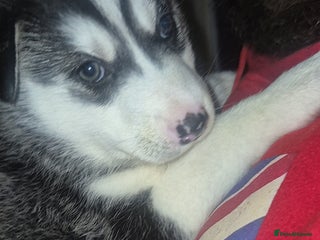 Alaskan Malamute dogs Beautiful husky malmute puppies - Advert 17
